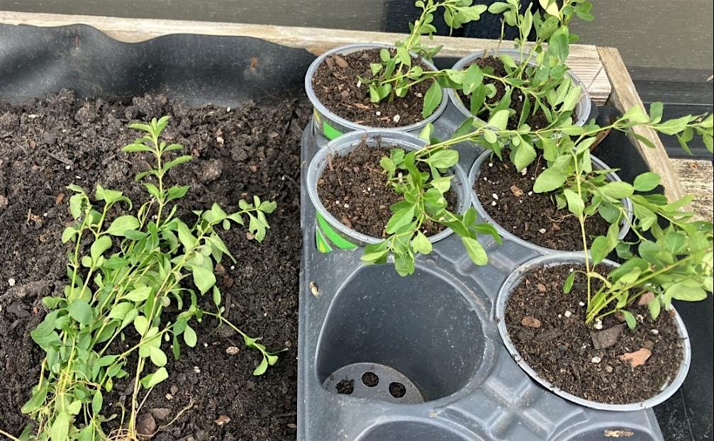Pinellas FNPS Presents: Propagation & Plantapalooza
