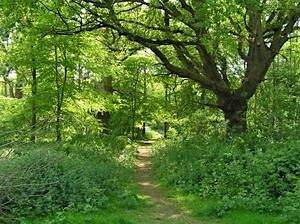 Broad-leaved Trees in Summer