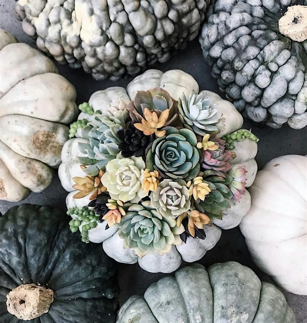 Living Succulent Pumpkin Arrangement