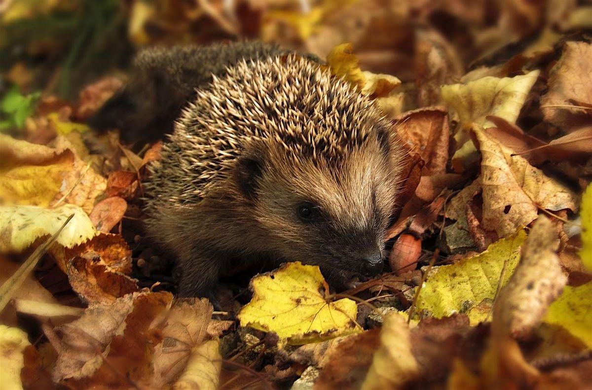 Nene Wetland's Wild Fridays- build your own hedgehog nest box!