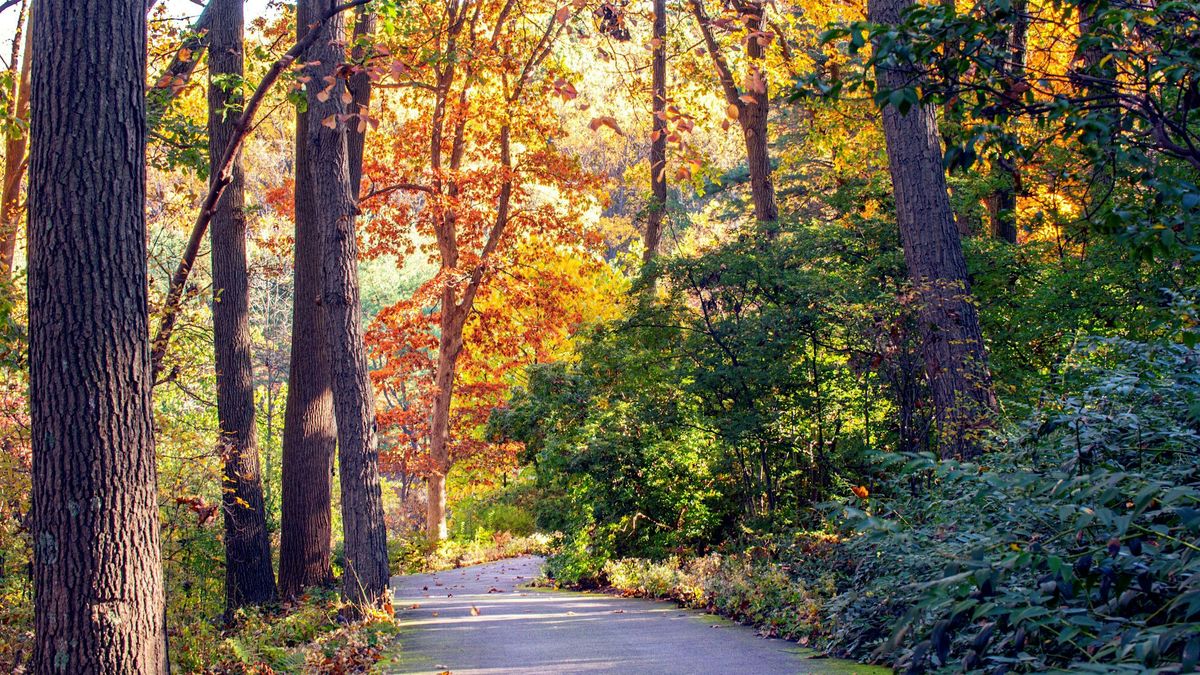 Fall Wednesday Walkabouts