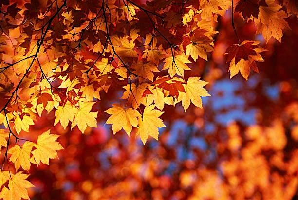 Seasons of Aging: MCCOA Fall Expo