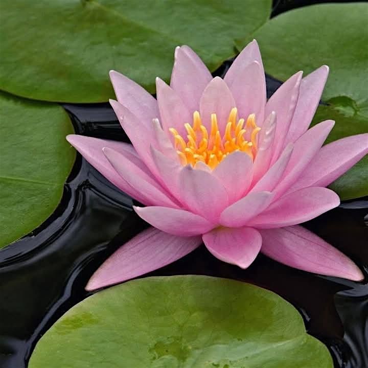 Managing Mental Wellness through Creativity