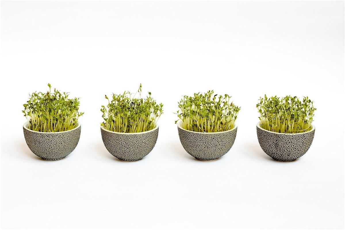 Gardening in Your Kitchen: The Magic of Sprouts