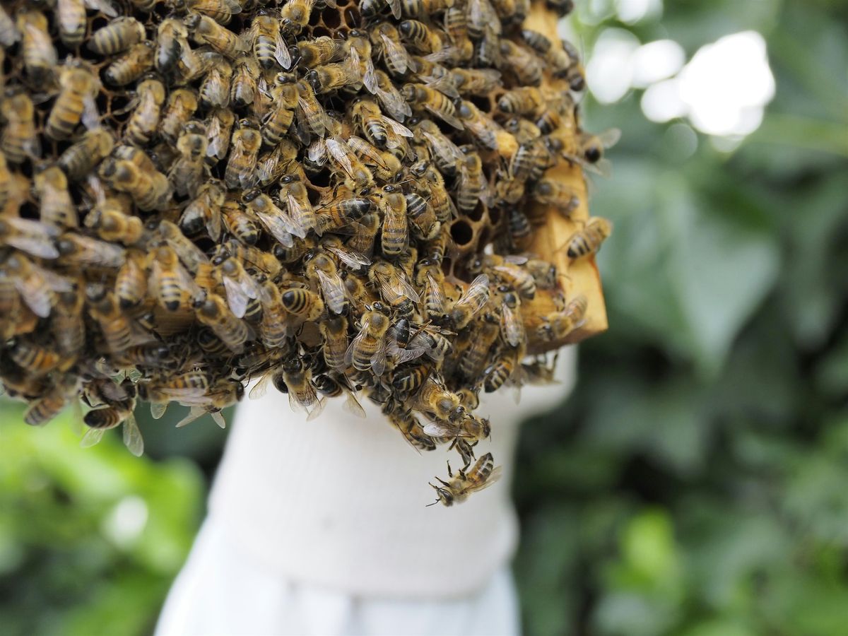 Candle Making with Bees and Refugees