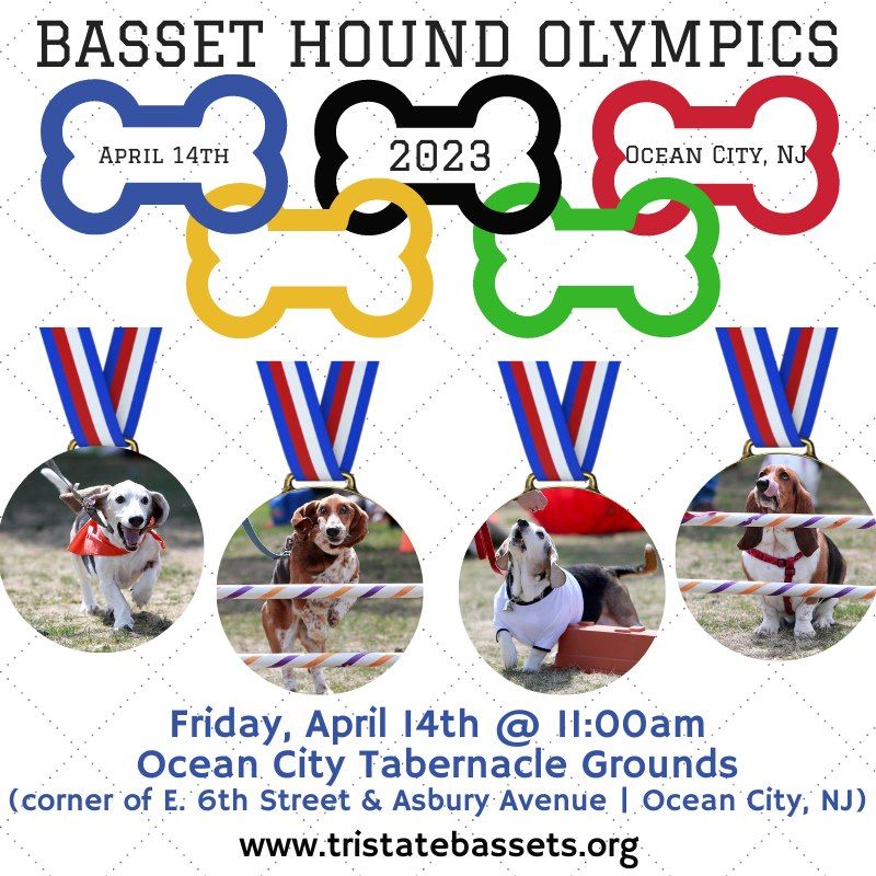 Basset Hound Olympics OceanCityTabernacle, Ocean City, NJ April 14