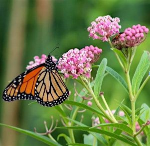 Pollinator Gardens Monitoring and TLC