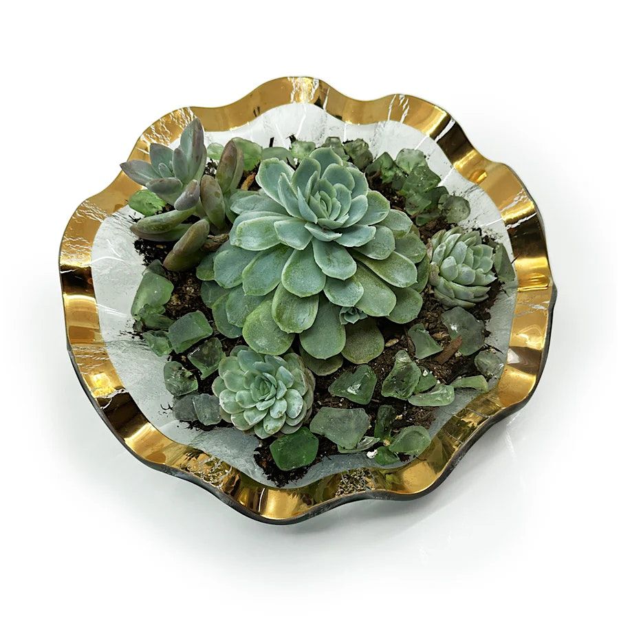 Make A DIY Succulent Garden