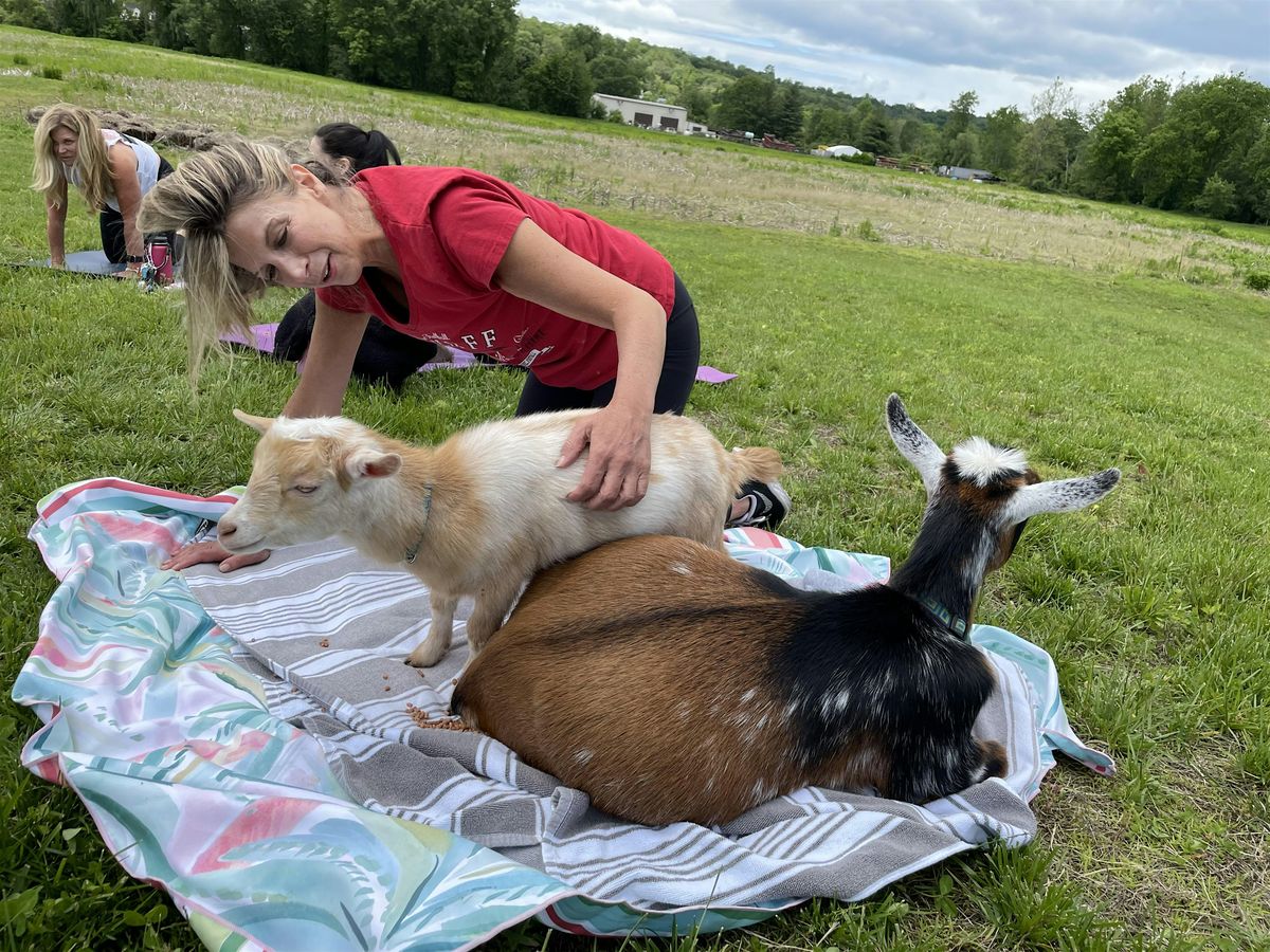 Pilates with Goats at Aquila\u2019s Nest Vineyard in Newtown, CT