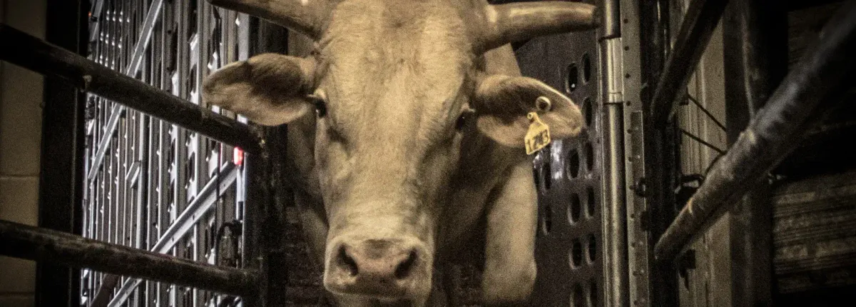 Parking PBR: Velocity Tour - Busch Light PBR Everett