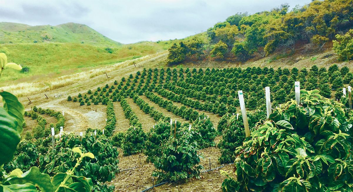 Coffee Farm Tour