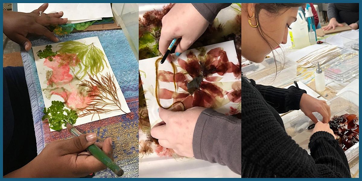 Seaweed Pressing Workshop in Newport