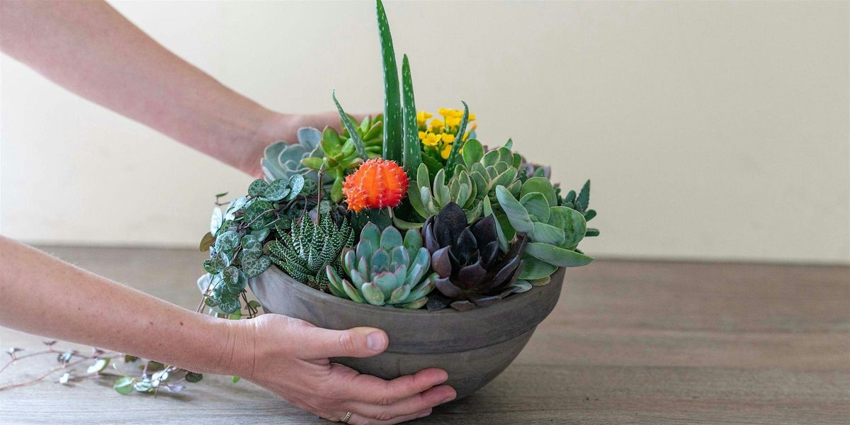 Make-n-Take : Succulent Garden at Mahoney's Falmouth
