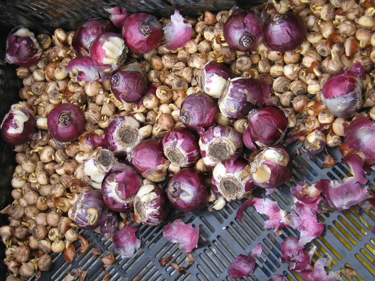 Garden Workshop:  Bulb Design and Care