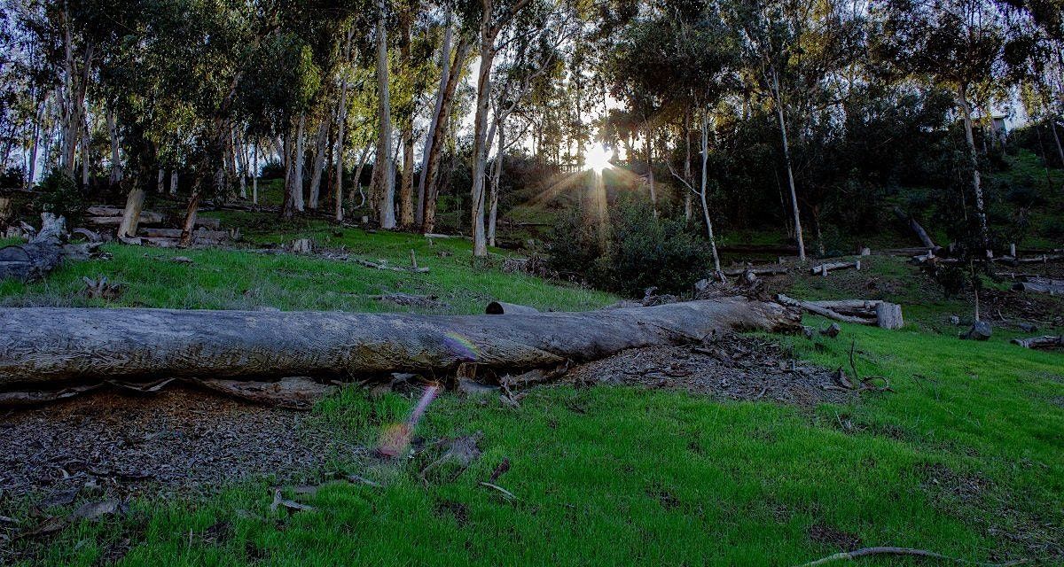 BWA SAN DIEGO: HOSP GROVE TRAIL WALK