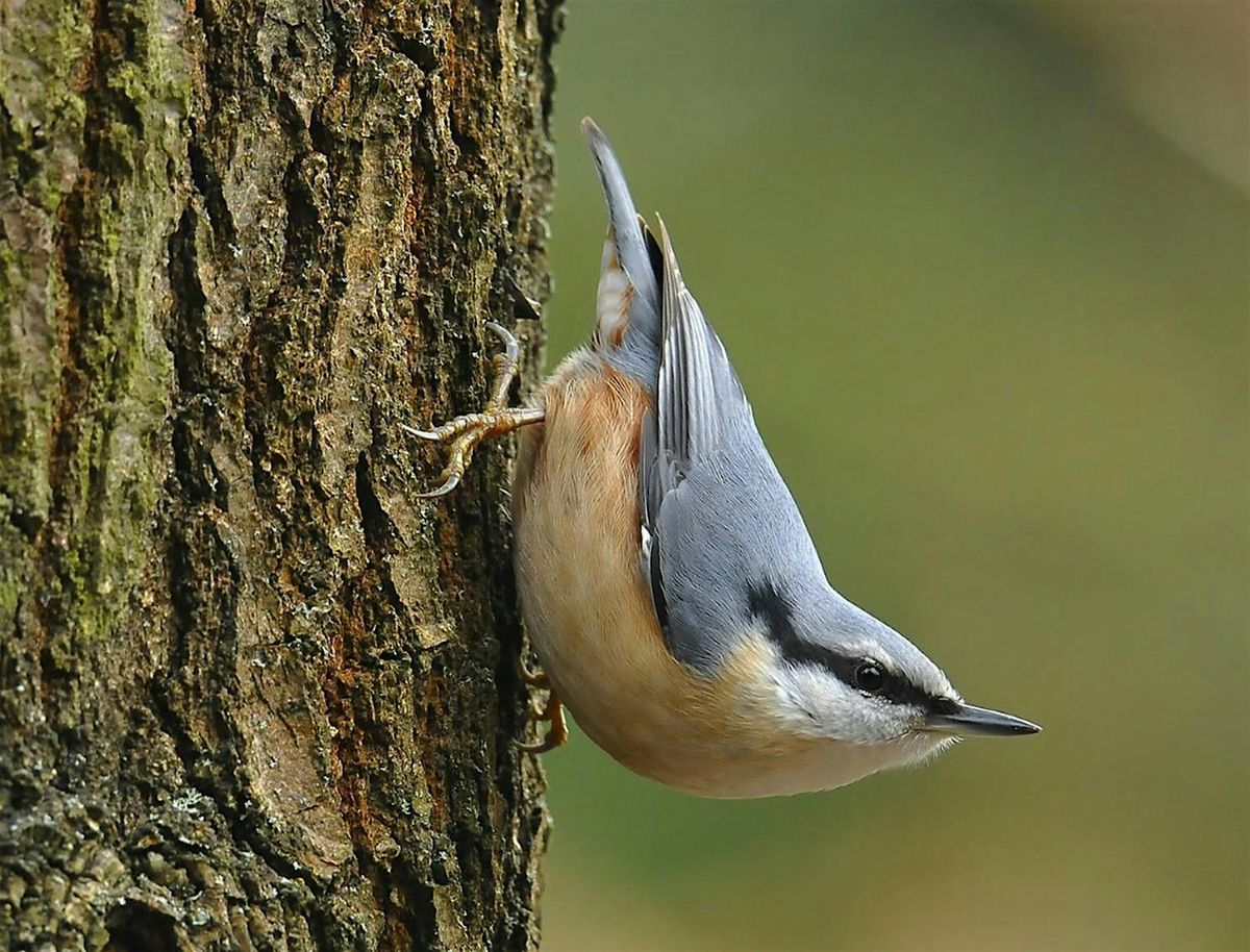 Family Big Garden Bird Watch and Breakfast Bap  -Saturday 24th January 2026