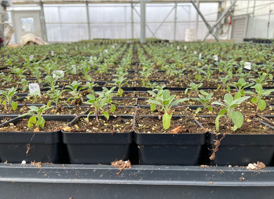 Growing Herbs Kansas City Community Gardens, Overland Park, KS