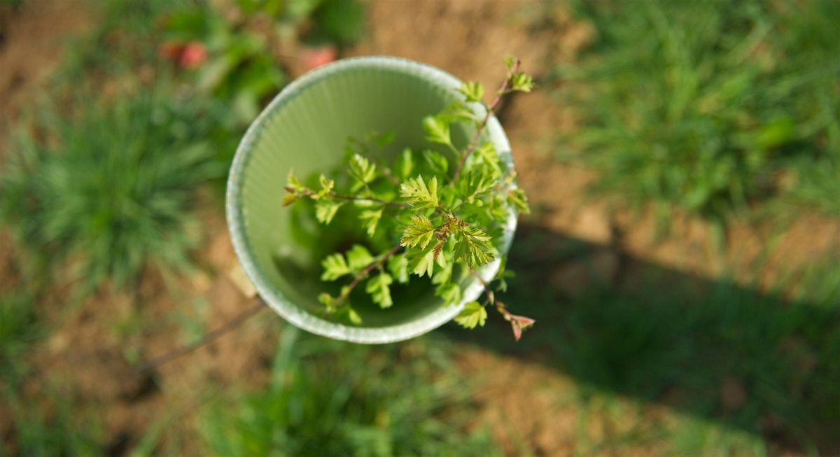 North East Community Forest Public Tree Planting Event