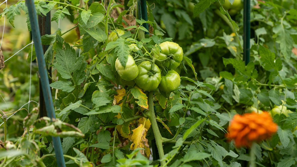 Farm Workshop: Planting & Trellising