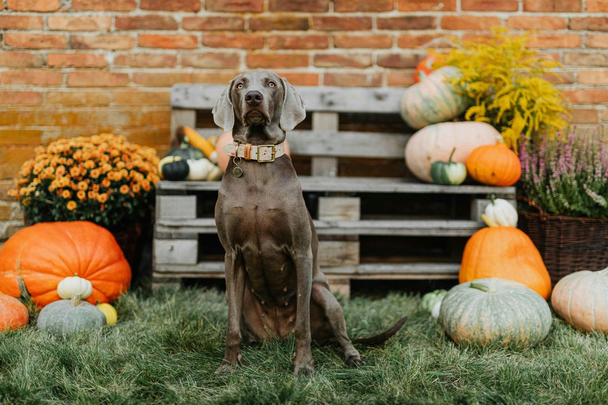 The Dog Market: Barktoberfest