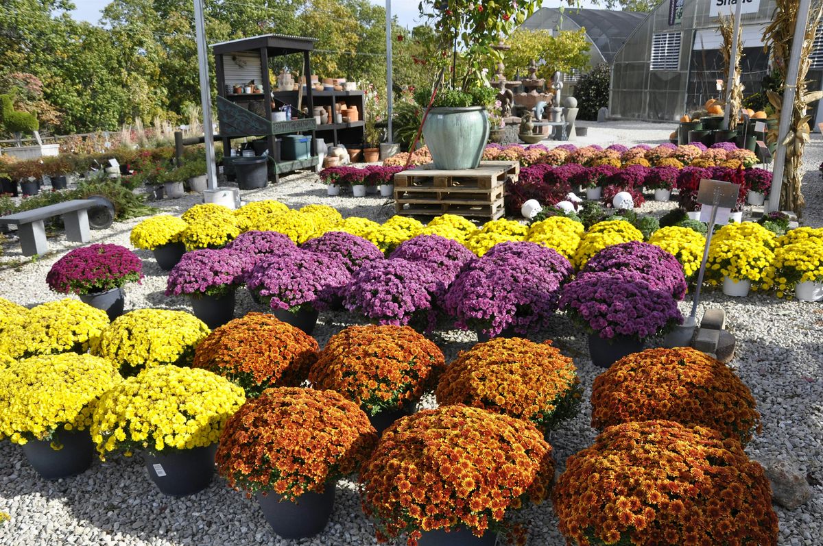 Fall Fest at Doctor's Garden Nursery