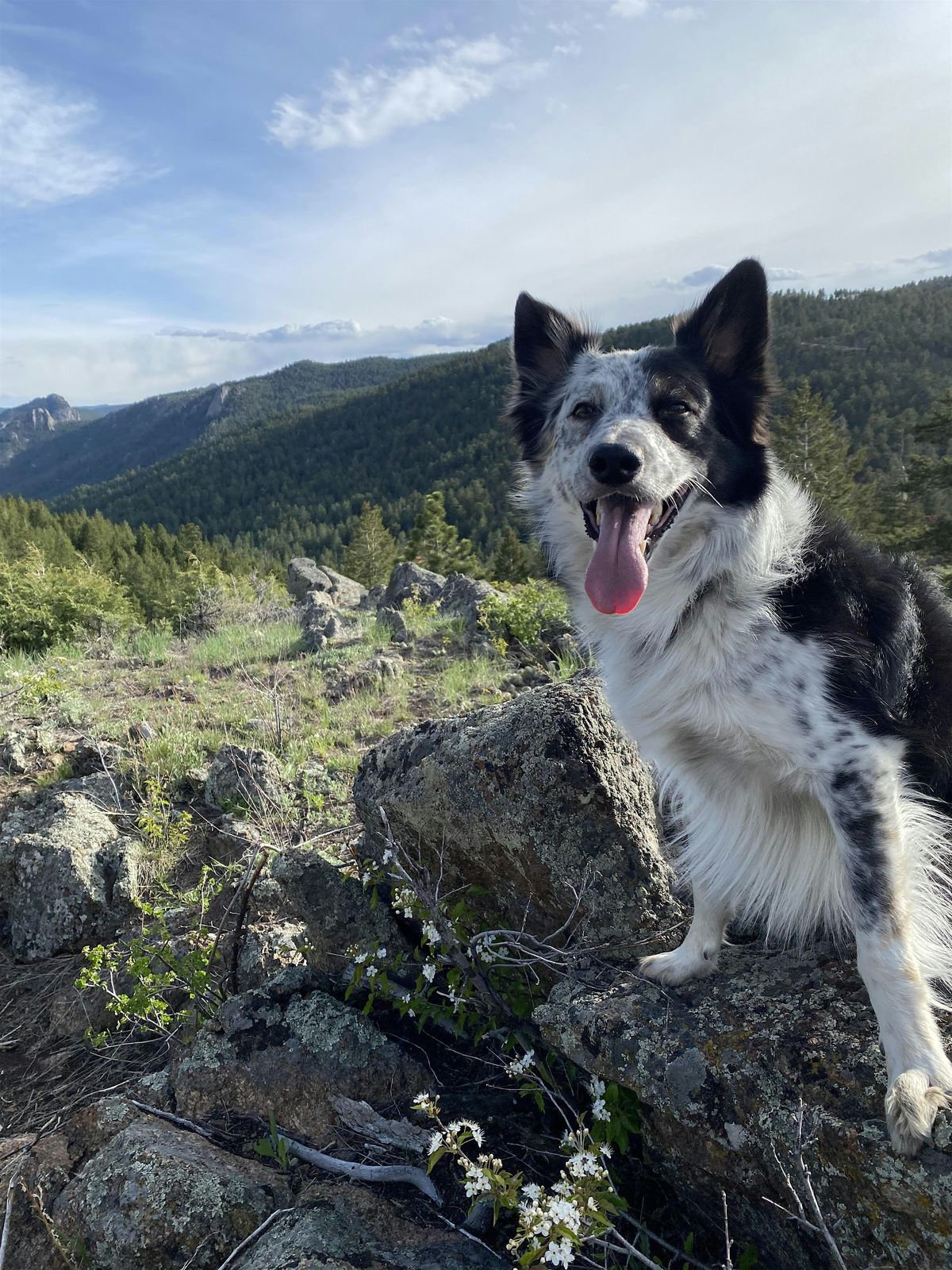 Free Nature Therapy Group