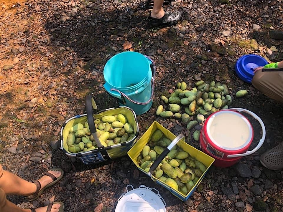 Fall 2025 Paw Paw Forage (Week 3 Sunday)
