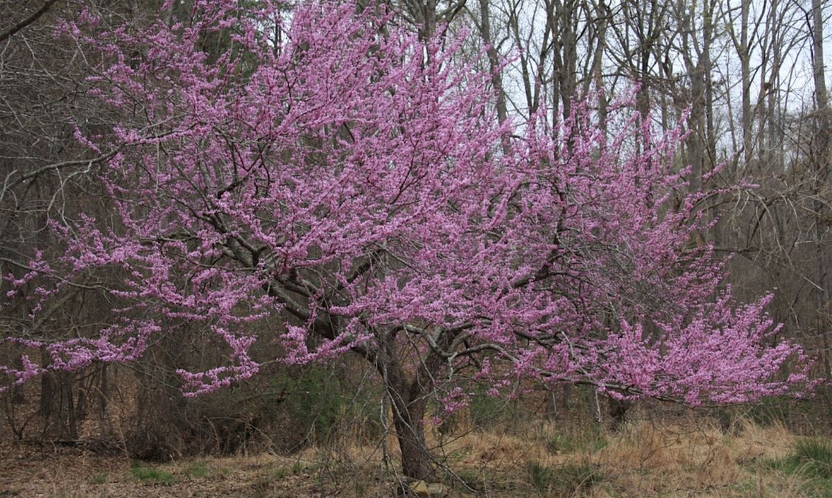 Successful Gardener - Trees: Selection, Planting, and Maintenance