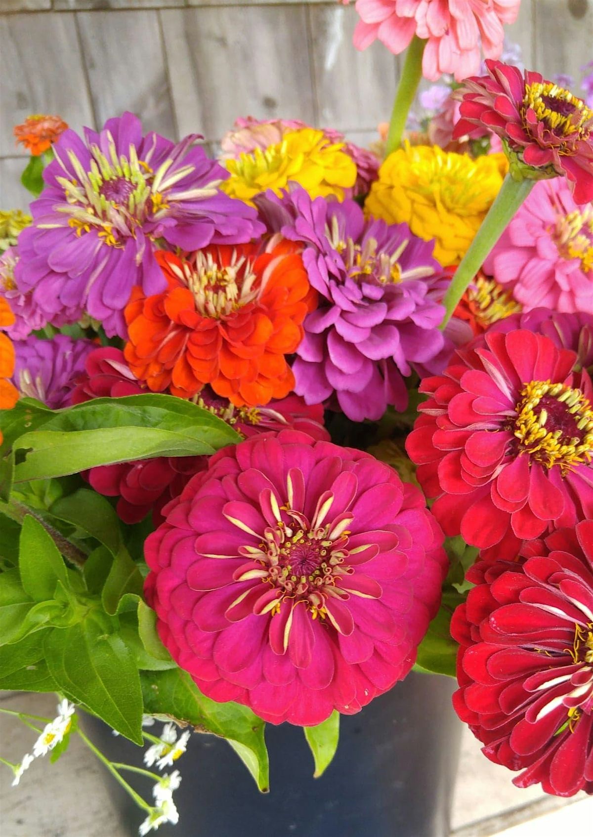 Fall 2025 Pasquotank County Master Gardener Training