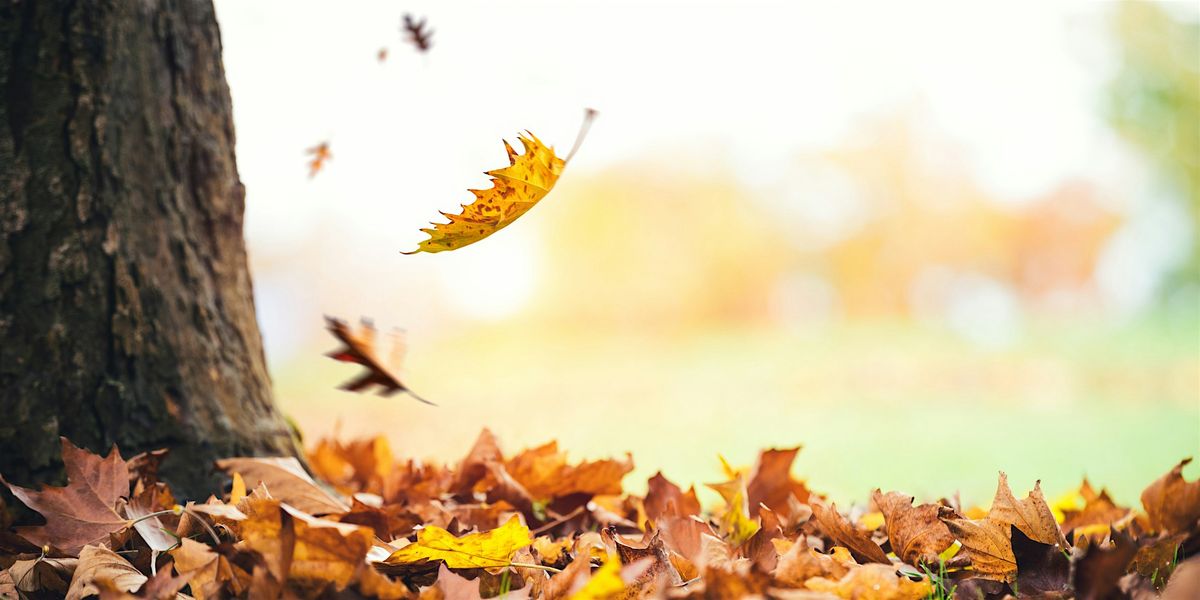 Fun Facts and Falling Foliage (8+)