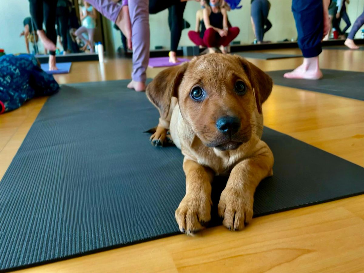 Rescue Puppy Yoga - Northern Rutherford YMCA