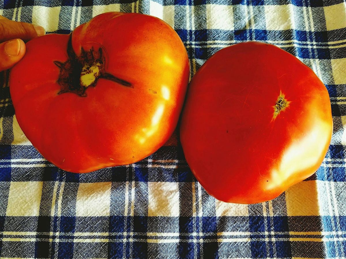 Fall Vegetable Gardening