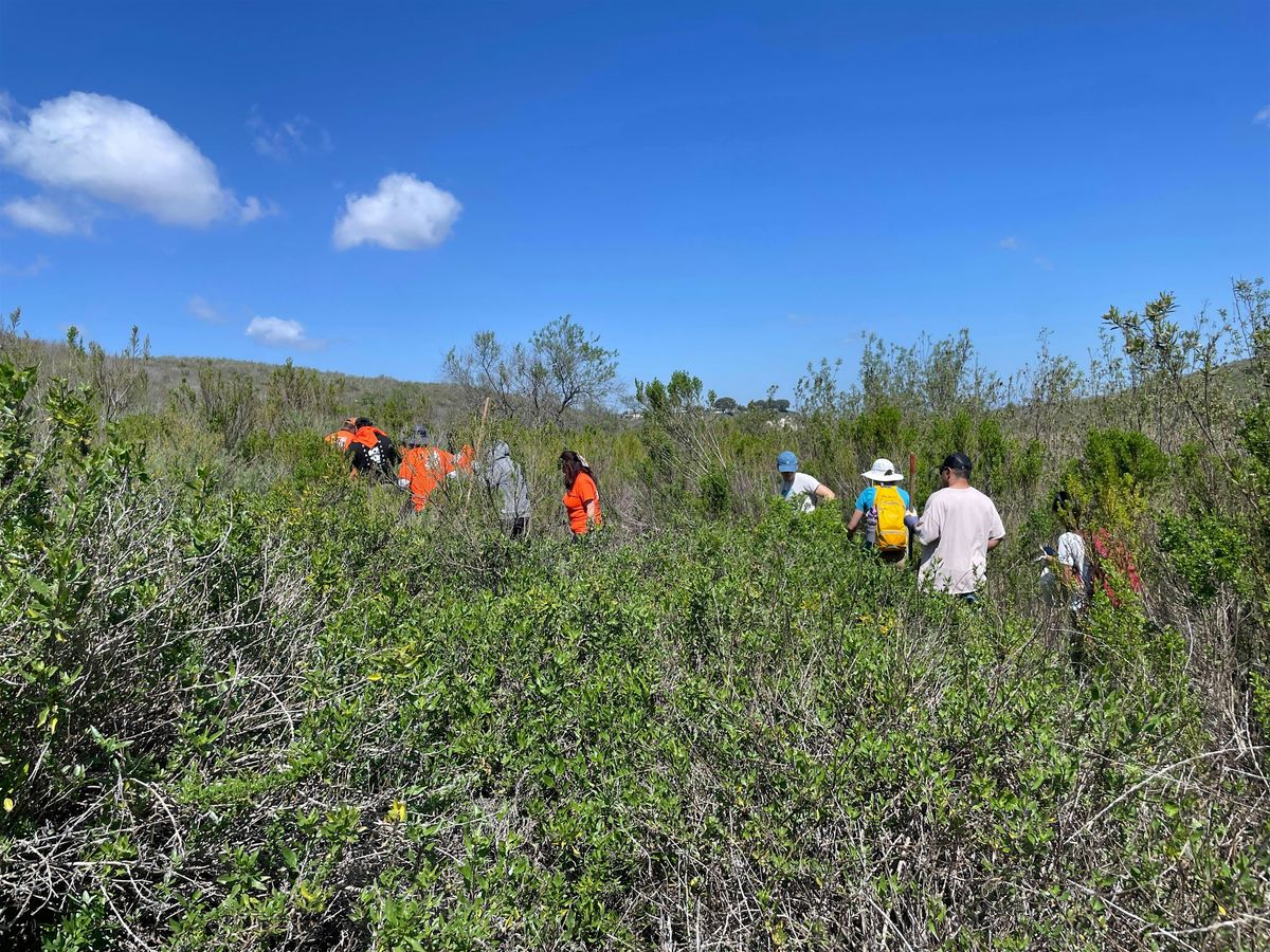 Restoration at the Upper Newport Bay (Riparian)