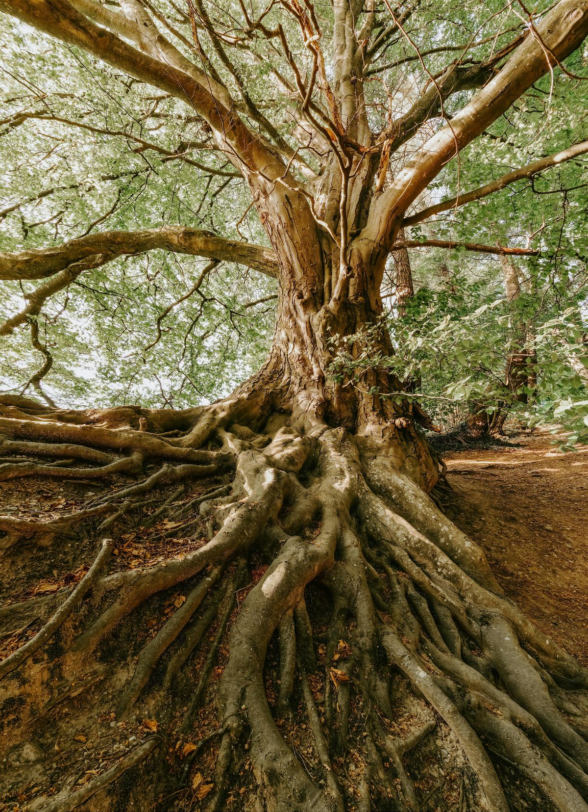 Monthly Aging & Longevity Club