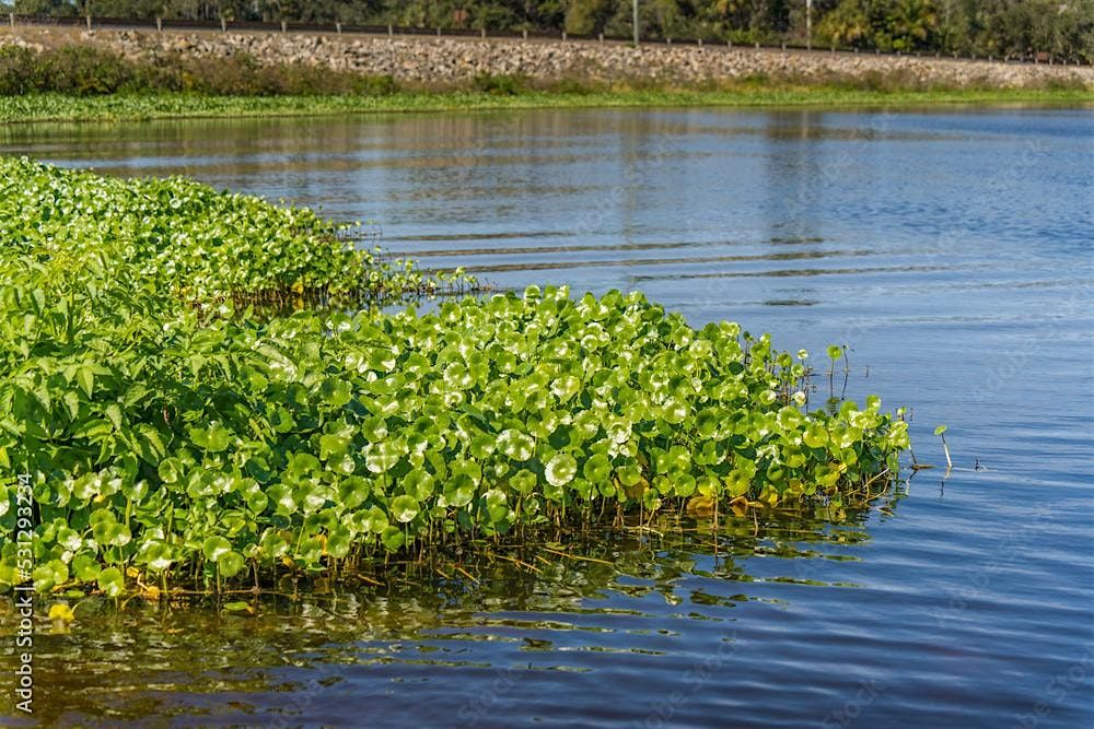 Pond Management Workshop Series- Understanding Aquatic Plants