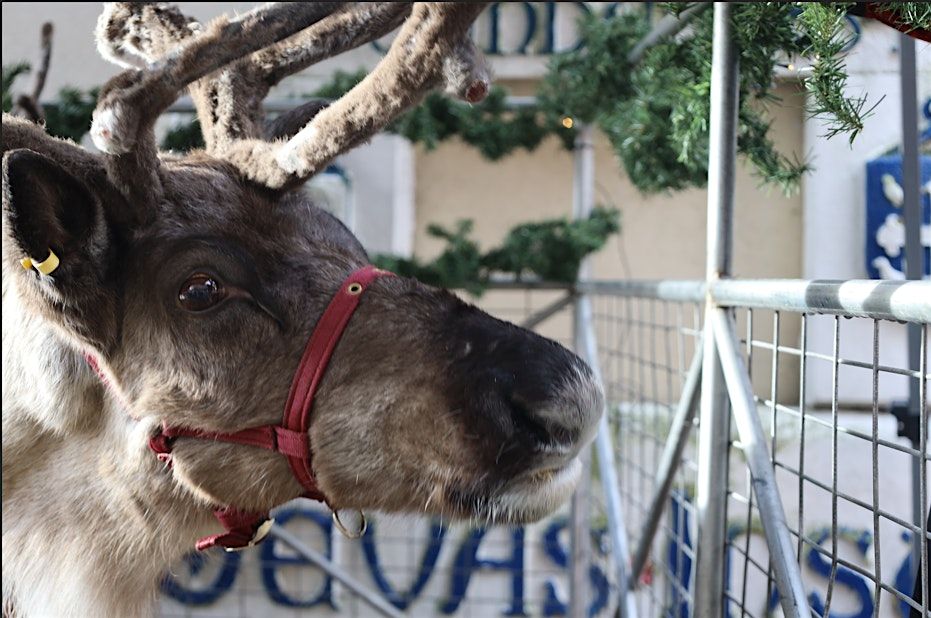 Devas Winter Wonderland with Reindeers