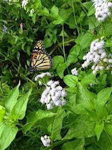 Saturday in the Gardens: Butterfly Gardening