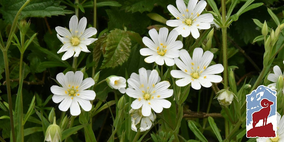 Early Wildflowers of Rocky Mountain National Park