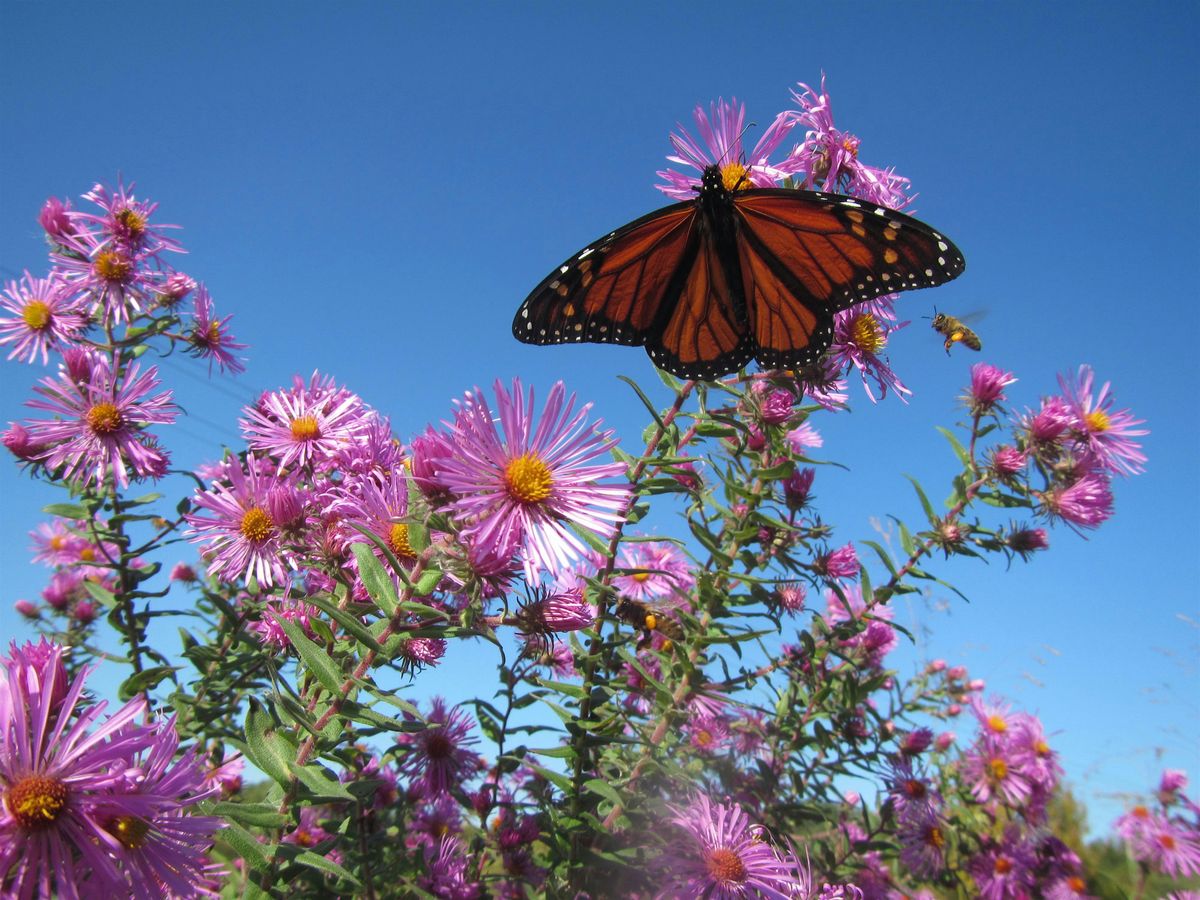 Nature Writing with Laurie Allmann