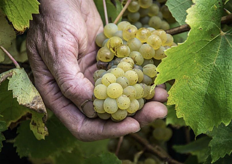 New Releases from the Loire Valley