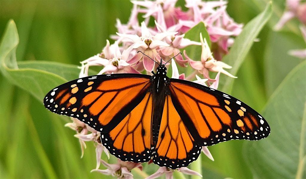 Butterfly Fest @ The Greenhouse! SUNDAY AUG 24TH.