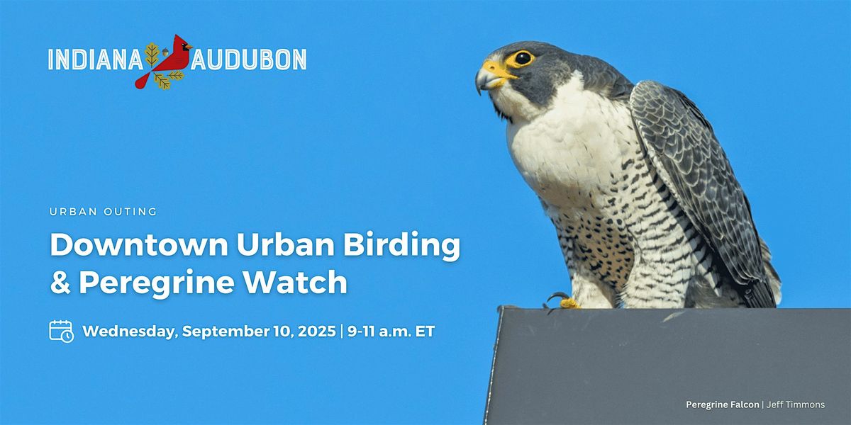 Downtown Urban Birding & Peregrine Watch