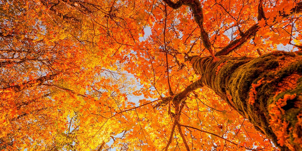 Fall Foliage Walk