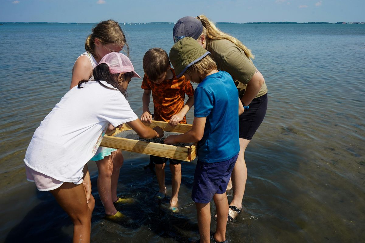 Fall Homeschool Series: Macroorganism Lab