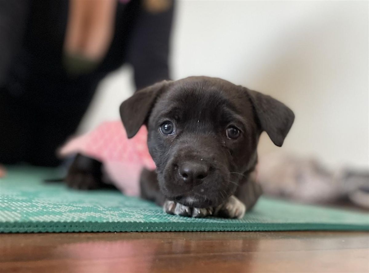 Rescue Puppy Yoga - YogaSix Arapahoe