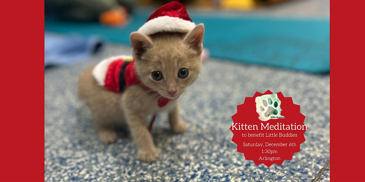 Kitten Meditation to Benefit Little Buddies Adoption + Humane Society