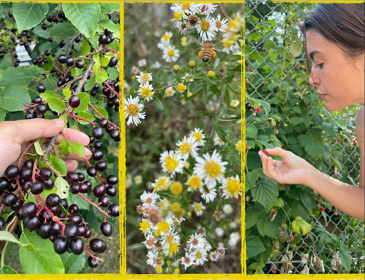 Foraging Walk - Winnemac Park
