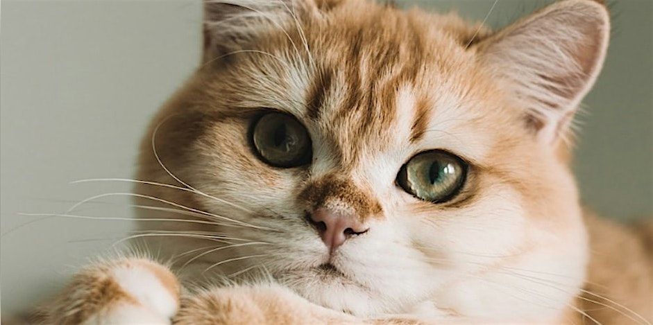 Paws to Read- Read to a Cat in April