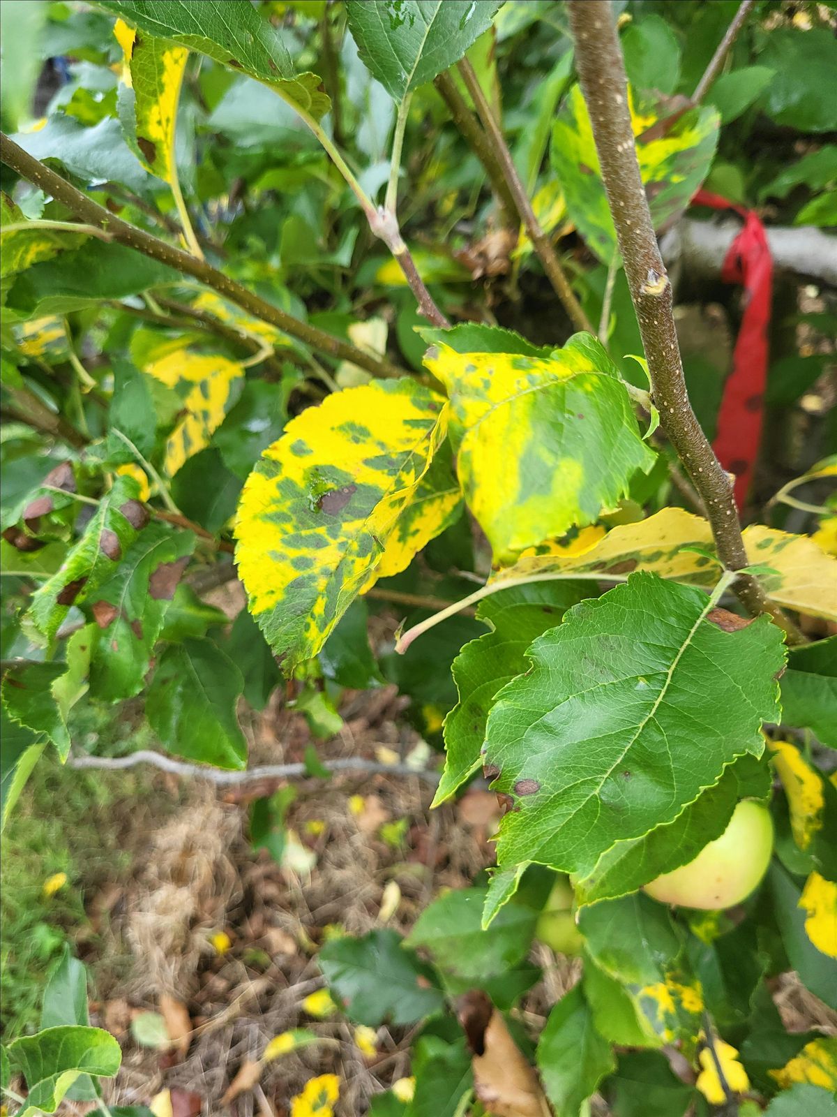 How To Diagnose Insects and Diseases In The Garden