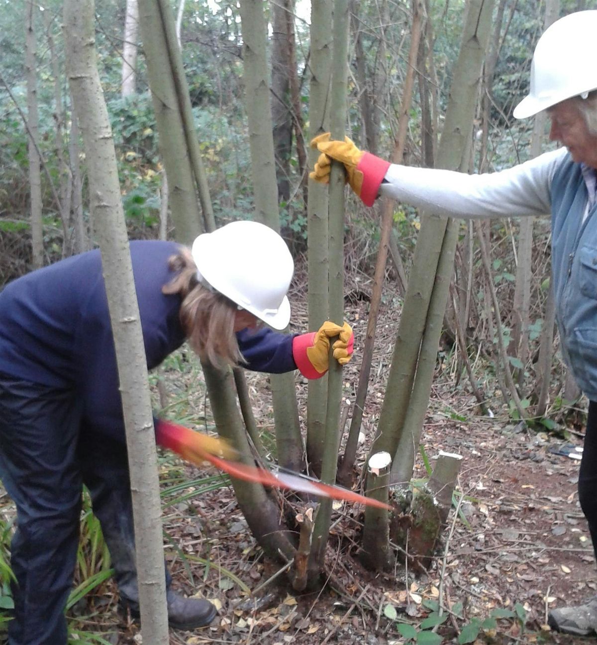 Practical Skills for Managing Small Woodland 2025
